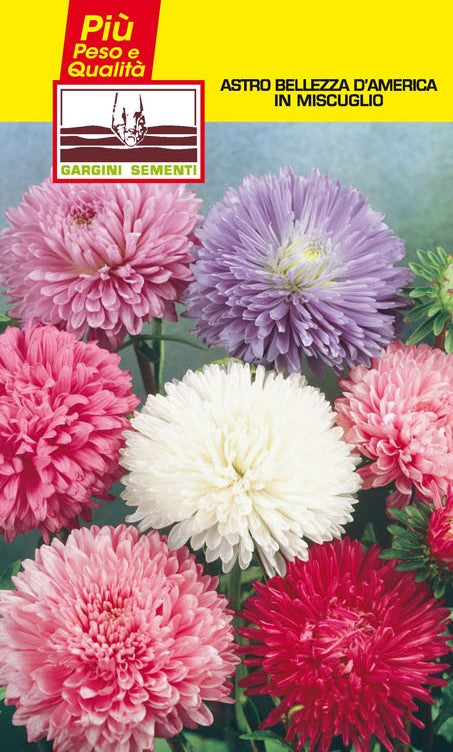 American Beauty Aster-Samenmischung