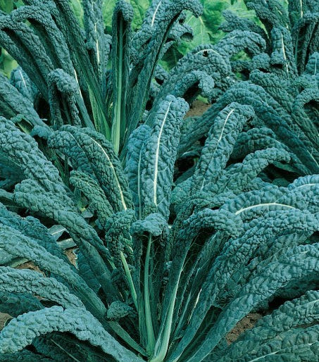 Winter TUSCAN GARDEN