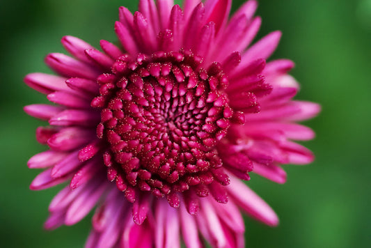 BOÎTE À FLEURS