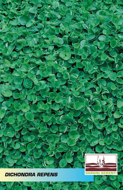 Dichondra seeds 100gr