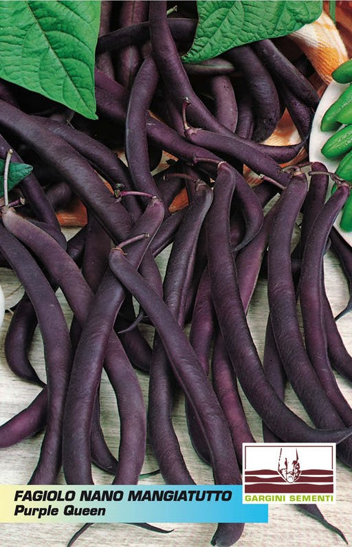 Semi di Fagiolo Purple Queen Gargini Sementi 100gr