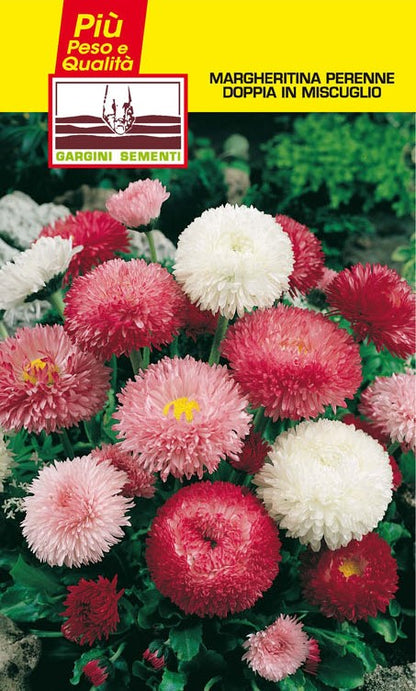 Double perennial daisy mix seeds