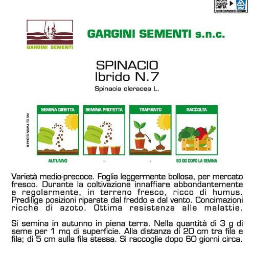 Semi di Spinacio Ibrido Gargini Sementi