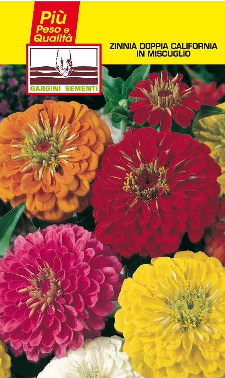 Graines de zinnia