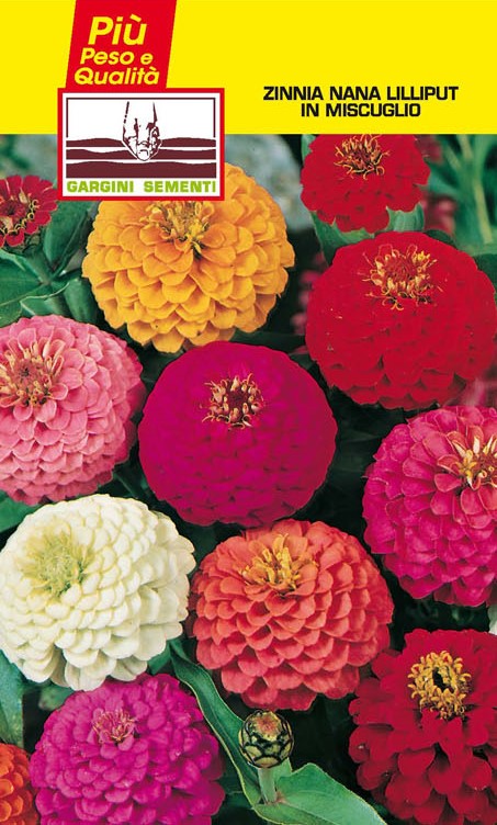 Zinnia nana mix di semi