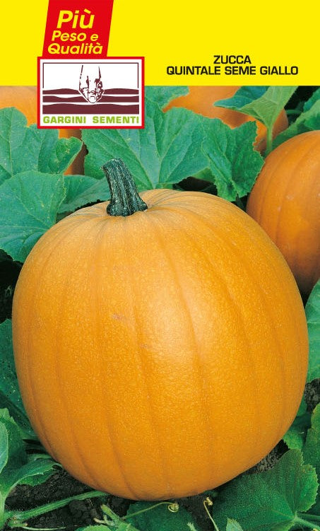 Semi di Zucca Quintale Gargini Sementi