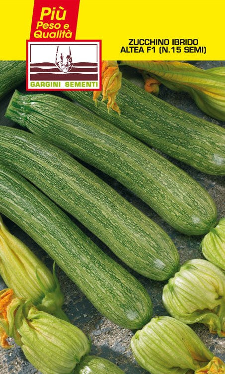 N. 15 semi di Zucchino Ibrido Altea F1