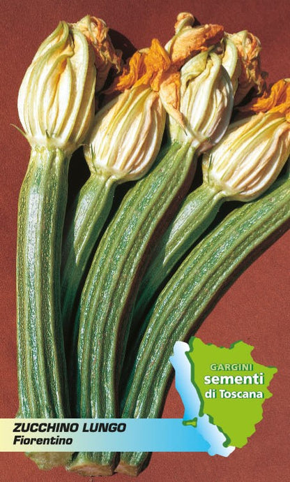 Long Florentine courgette