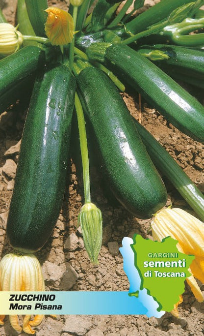 Courgette Mora Pisana